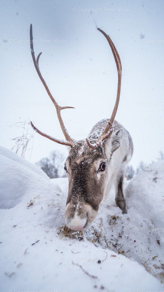 Svinoya_2024-147 | piet_flosse