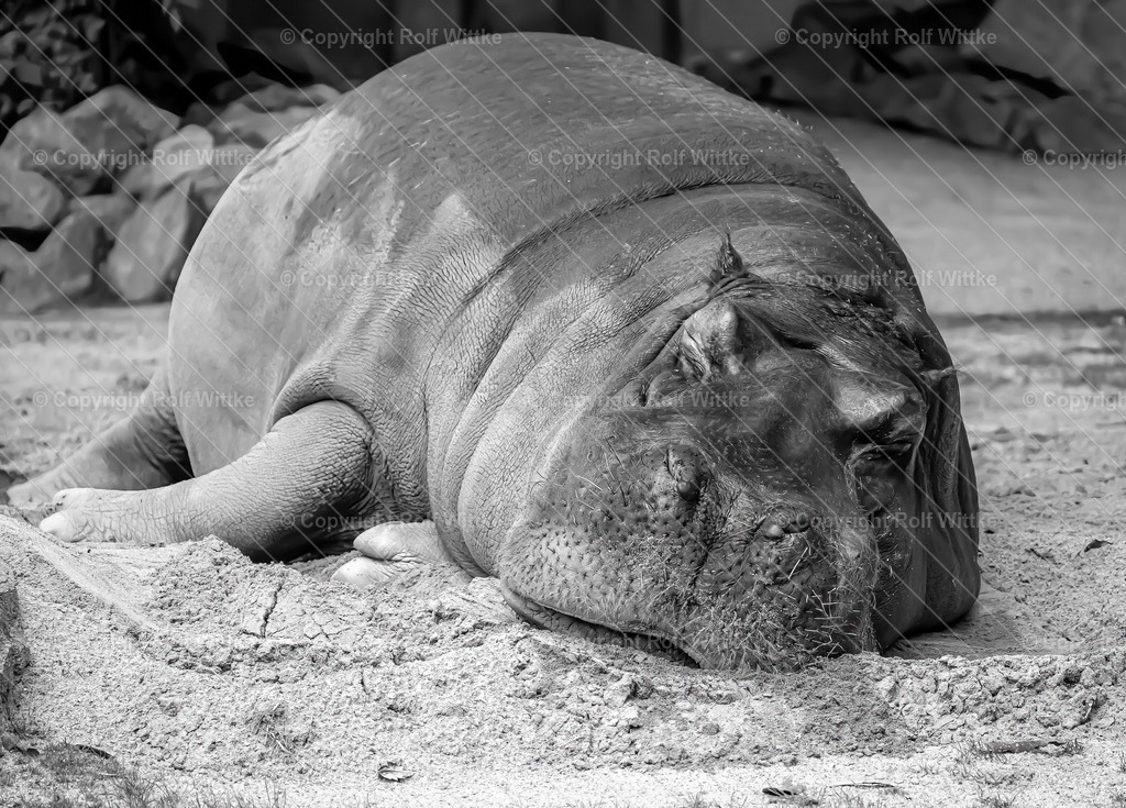 flusspferd1 | das schlafende Flusspferd - Realisiert mit Pictrs.com