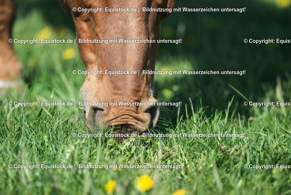 20210426_Pferd-auf-Koppel_0119 | equistock