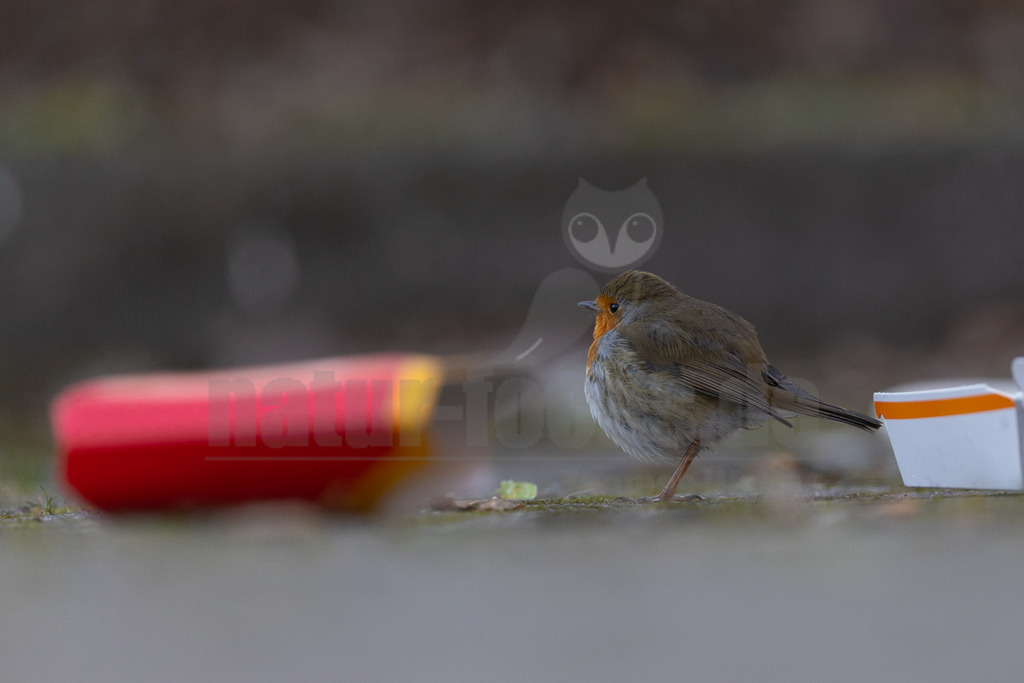 R5M25148_20251226 | Ein Rotkehlchen (Erithacus rubecula) steht auf einem grauen Untergrund, möglicherweise Asphalt oder Erde, und blickt nach rechts. Links im unscharfen Vordergrund liegt ein roter Gegenstand, der wie eine Verpackung aussieht, und rechts ein weißer Becher mit orangefarbenem Rand. Das Rotkehlchen scheint sich in der Nähe des menschlichen Abfalls aufzuhalten, was eine Interaktion mit der städtischen Umgebung darstellt. - Realisiert mit Pictrs.com