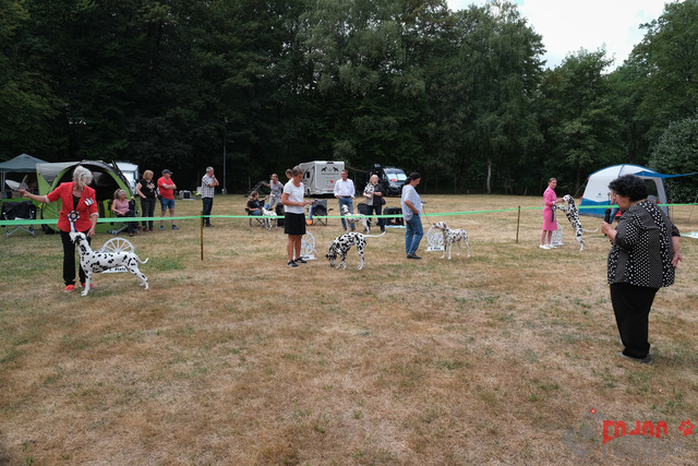 Dalmatiner DZGD CDF in Hilden | Dalmatiner, Regionalgruppenausstellung DZGD / CDF) in Hilden. Richterin Margrit Martegani.  in Hilden  04.09.2022 Foto: Leo Wyden