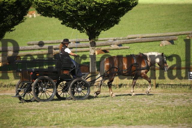 Leistungsprüfung_Sankt Märgen_2022_KN_06_Lissy (12) | Alle Fotos der Reiterjournal Fotografin Doris Matthaes im Reiterjournal Online-Fotoshop. - Realisiert mit Pictrs.com