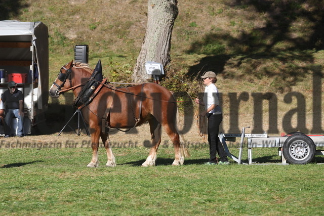 Marbach_2023_LP_Kaltblut-Hengste_KN_14 (9) | Alle Fotos der Reiterjournal Fotografin Doris Matthaes im Reiterjournal Online-Fotoshop. - Realisiert mit Pictrs.com