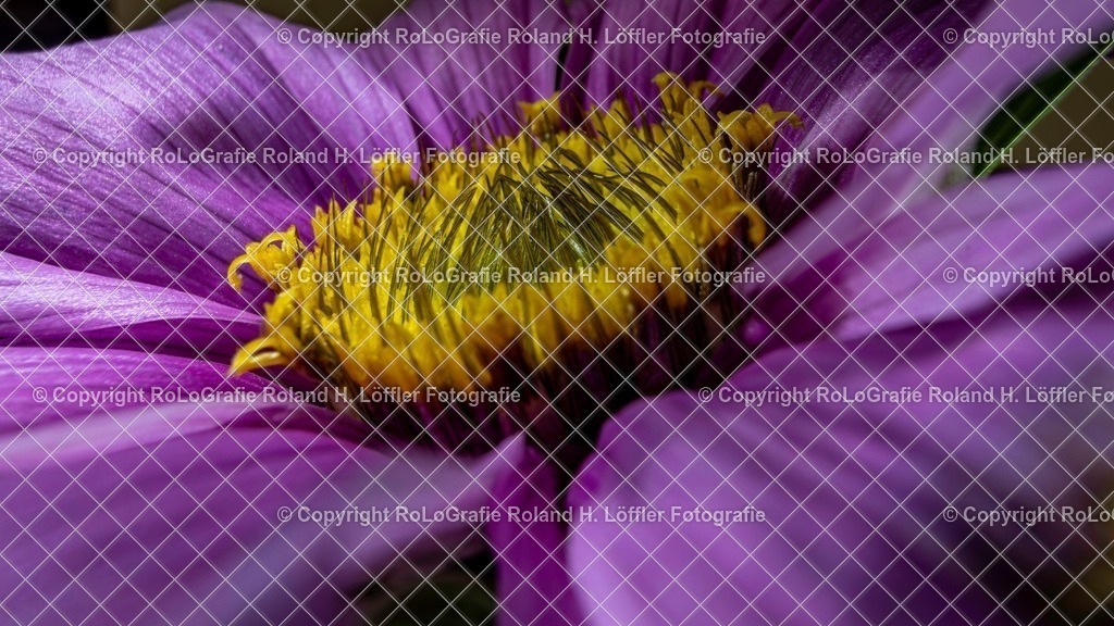 20251115-RLOL8356 | IPTC Infos - Realisiert mit Pictrs.com