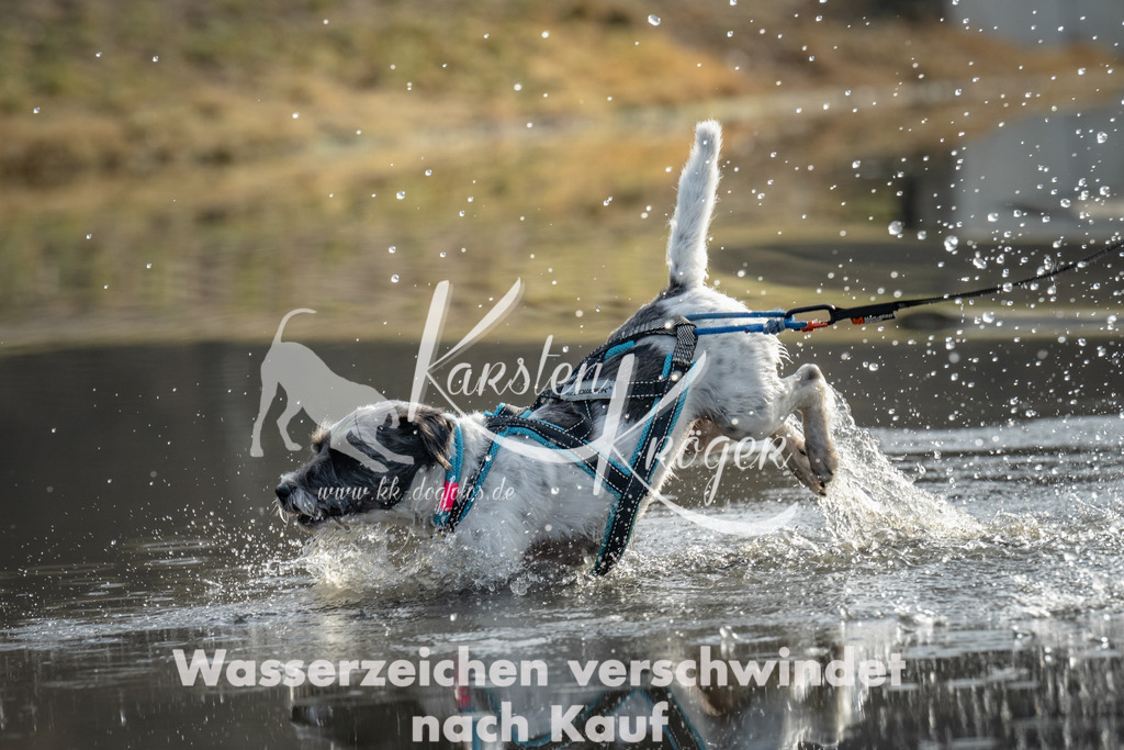0942_ZZ92964 | kk-dogfotos