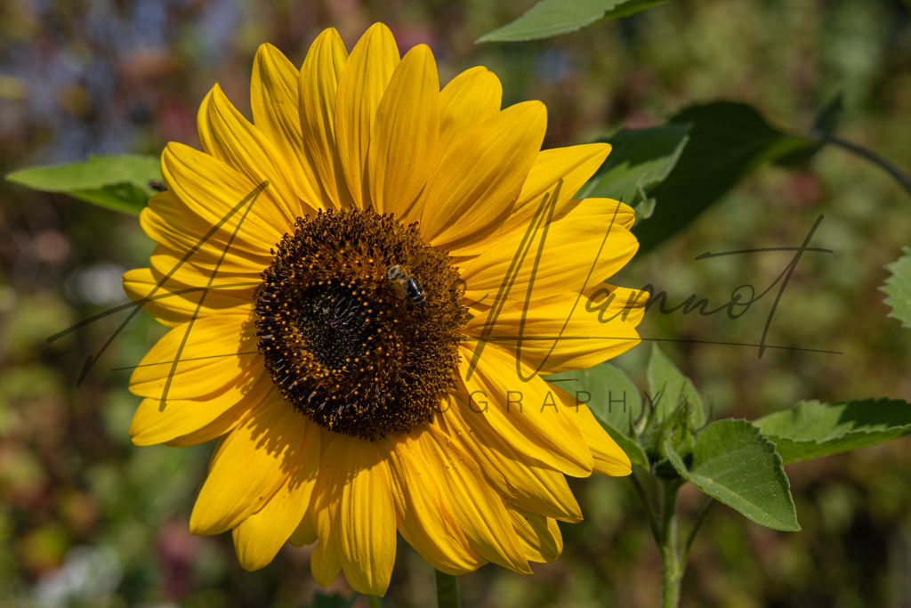 Sonnenblume im Garten | Andreas Namnot Fotografie, ein Leben in Bildern - Realisiert mit Pictrs.com