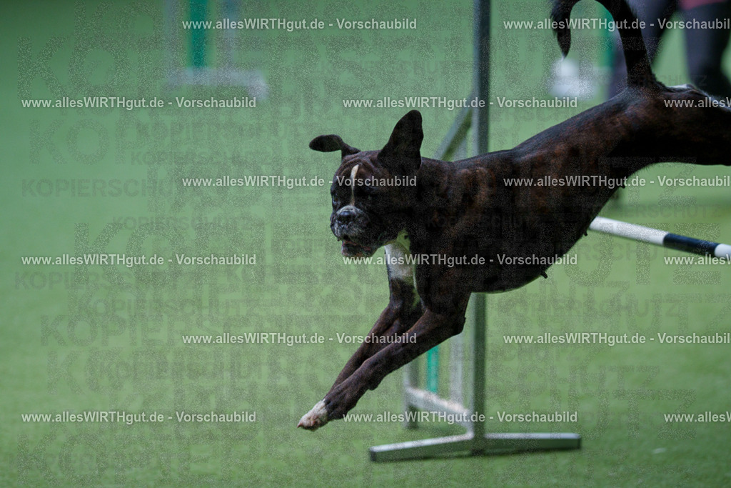 @allesWIRTHgut_Tierfotografie - www.allesWIRTHgut.de - 2604251228-7R501863 | Professionelle Tierfotografie in Mönchengladbach von Daniel Wirth (allesWIRTHgut). Liebevolle & natürliche Bilder von Hunden & Katzen für unvergessliche Erinnerungen.