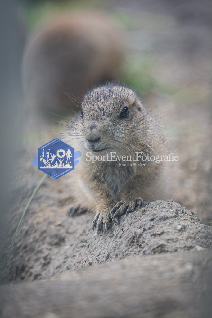 IMAG7850 | SportEventFotografie - Roman Stoiber