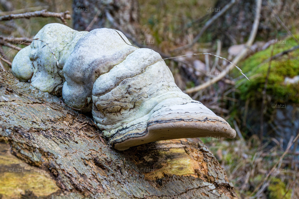 Baumschwamm-Schnecke_145645-k | Fatzi Bilder-Archiv! 
Die Bilder sind für private Nutzung lizenzfrei. Die kommerzielle Nutzung ist möglich und erwünscht, jedoch bitte ich um vorherige Kontaktaufnahme per E-Mail (info@fatzi.at) oder unter +43 650 7828269 - Realisiert mit Pictrs.com