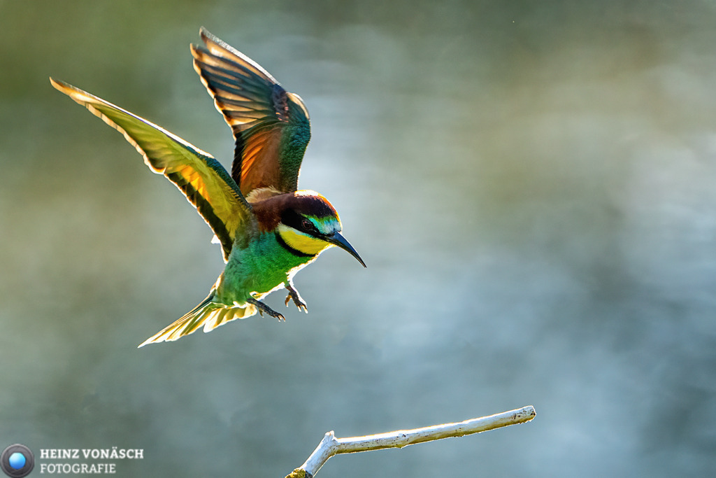 Tiere_0018 | Alle Bilder von Heinz Vonäsch Fotografie können alle zu günstigen Preisen gekauft werden! Download der Bilder, Ausdrucke, Postkarten, Tassen T-Shirts, Kalender, Alu- Dibond usw. - Realisiert mit Pictrs.com