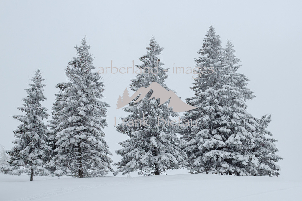 0Z5A3336 | Winterwald