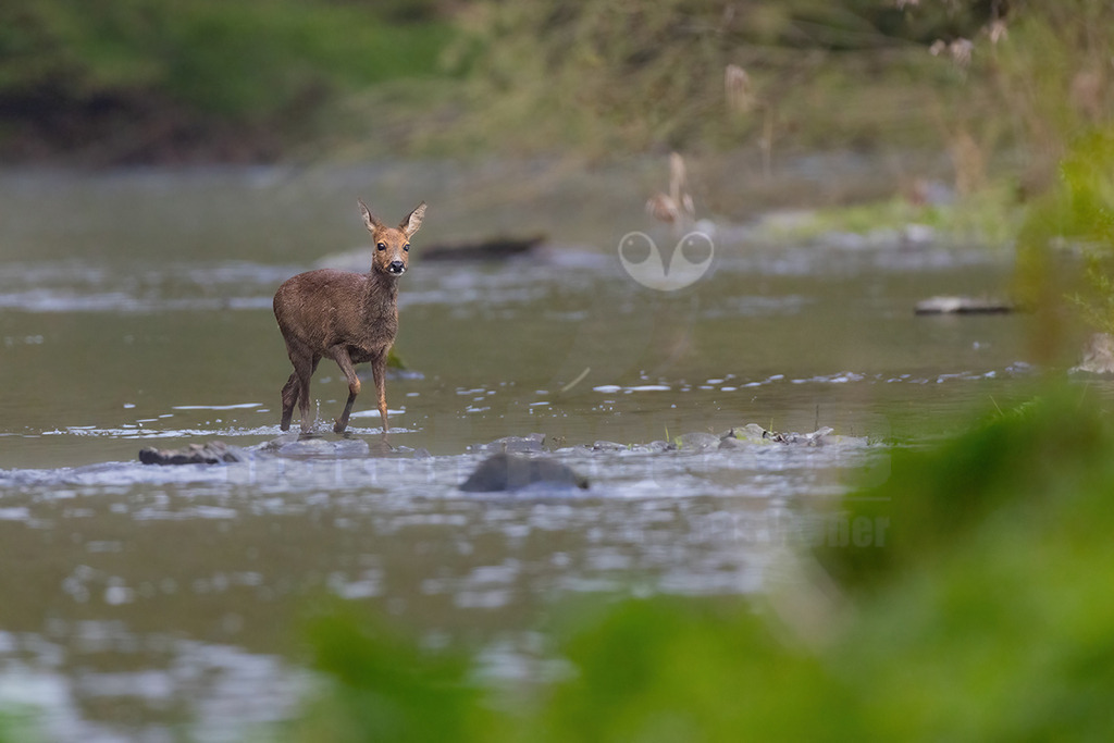 R5M29473_20260426 | Ein weibliches Reh (Capreolus capreolus) steht in einem seichten Fluss und blickt aufmerksam in die Kamera. - Realisiert mit Pictrs.com