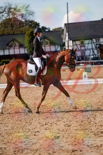 2026_10_03_Siefer-Hof_132841_Z63_89671274 | Professionelle Reitsport-, Turnier- und Eventfotografie von Robert Broda. Galerien mit ausgewählten und bearbeiteten Bildern direkt online ansehen und bestellen.