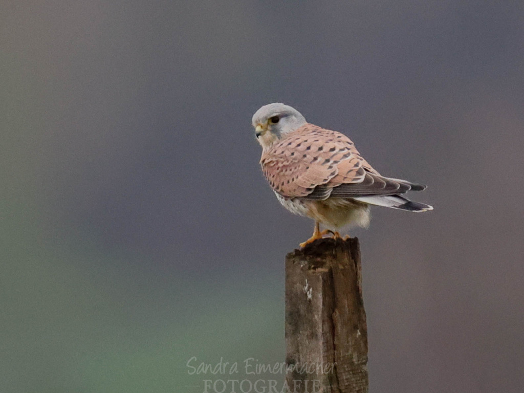 _W5A1188 | Sich an die einzigartigen Momente der Natur und Landschaft sowie die Begegnung mit heimischen wilden Tieren zu erinnern, dies kann man anhand den Bilder der Natur und Landschaftsfotografin Sandra Eimermacher.  - Realisiert mit Pictrs.com