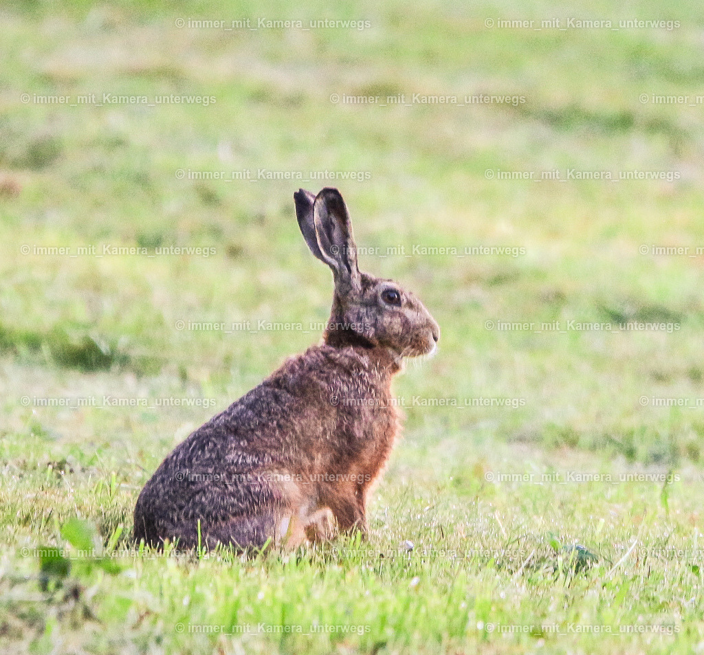 IMG_9445 | immer_mit_kamera_unterwegs