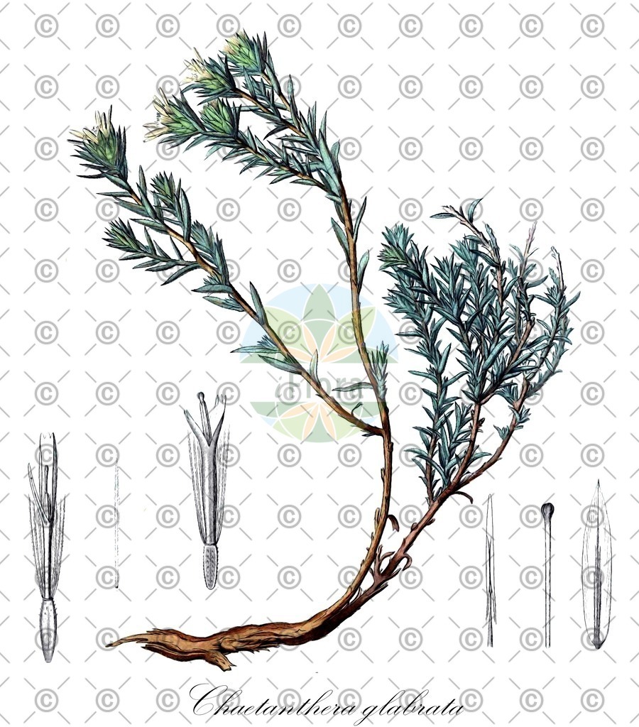 HistAbb_wfo-0000858901_1_ENZY_Simple | Historische Abbildung von Chaetanthera glabrata - Asteraceae | Historical Illustration of Chaetanthera glabrata - Asteraceae