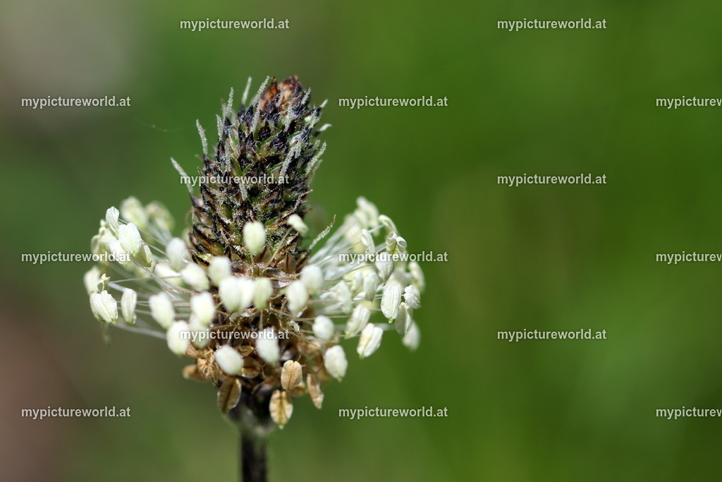 Spitzwegerich-006 | Das Bilderarchiv über Tiere, Planzen und Landschaften. In der Bilddatenbank finden Sie ein große Auswahl an hochwertigen Bilder für Ihre Werbung - Realisiert mit Pictrs.com