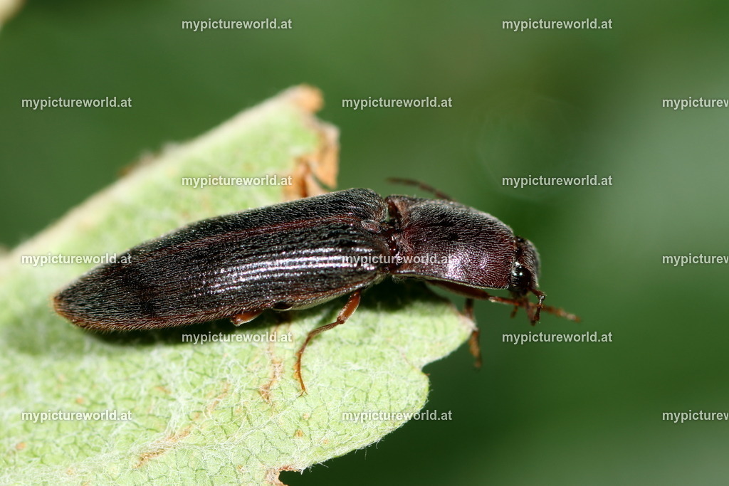 Hemicrepidius hirtus-001 | Das Bilderarchiv über Tiere, Planzen und Landschaften. In der Bilddatenbank finden Sie ein große Auswahl an hochwertigen Bilder für Ihre Werbung - Realisiert mit Pictrs.com