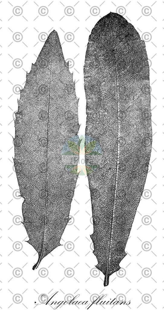 HistAbb_wfo-0000536542_503_ENZY_Simple | Historische Abbildung von Angolaea fluitans - Podostemaceae | Historical Illustration of Angolaea fluitans - Podostemaceae