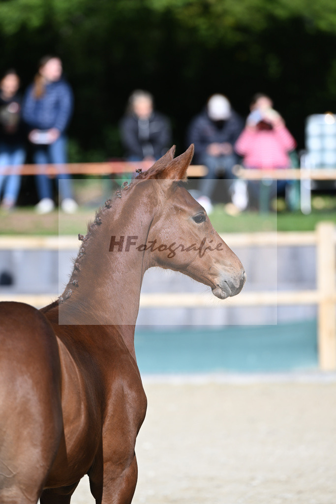 Fohlenauktion Next Chance_49220257 | hf-fotografie - Realisiert mit Pictrs.com