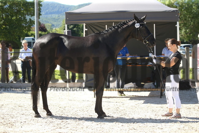 Weilheim_Stutenschau_2022_KN_08_Fleur Noire | Alle Fotos der Reiterjournal Fotografin Doris Matthaes im Reiterjournal Online-Fotoshop. - Realisiert mit Pictrs.com
