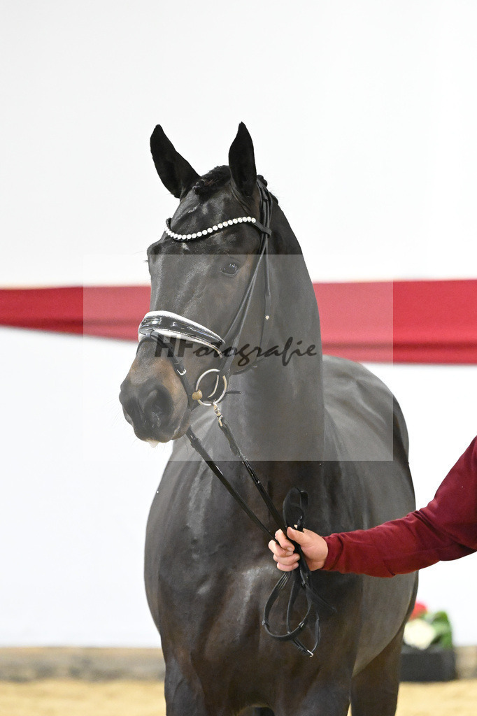 Kat-Nr. 49 v. Escamillo_Bschorer_63220457 | hf-fotografie - Realizzato con Pictrs.com