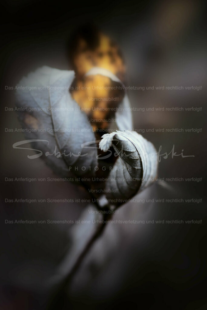 Wandbild Herbstlaub | People- und Tierfotografie, Imageaufnahmen, Veranstaltungsfotografie und Wandbilder aus der Natur ★ Made in Germany ✔️ Druck + Downloads ✔️ Naturfotografie in Top Qualität ★ schneller Versand, weltweite Lieferung! - Realisiert mit Pictrs.com