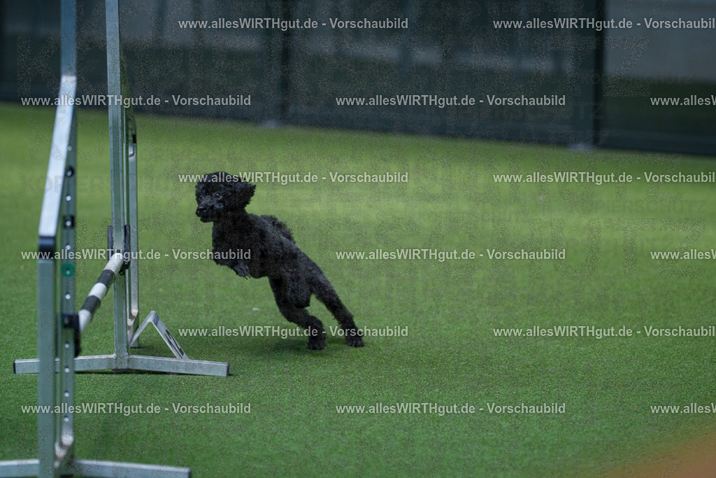 @allesWIRTHgut_Tierfotografie - www.allesWIRTHgut.de - 2604261453-7R503935 | Professionelle Tierfotografie in Mönchengladbach von Daniel Wirth (allesWIRTHgut). Liebevolle & natürliche Bilder von Hunden & Katzen für unvergessliche Erinnerungen.