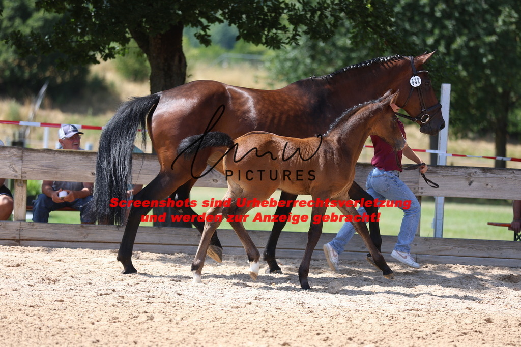 Fohlenschau_Schwäbisch_Hall_springbetonte_Fohlen_KN 32_4 | lmwpictures - Realisiert mit Pictrs.com