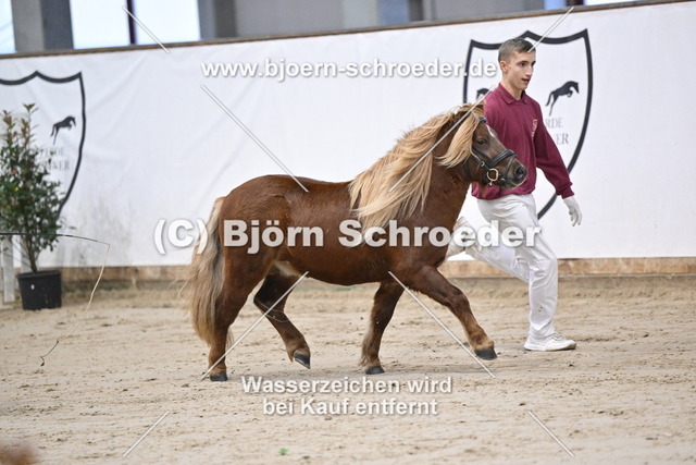 21_Edson v._T Heut - Lucky_963_0236 | Björn Schroeder Pferdefotografie