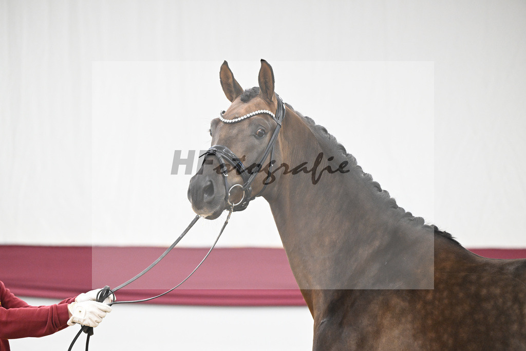 Kat-Nr. 63 Feliciano x Don Martillo_Michaela Rupp_47252397 | hf-fotografie - Realisiert mit Pictrs.com