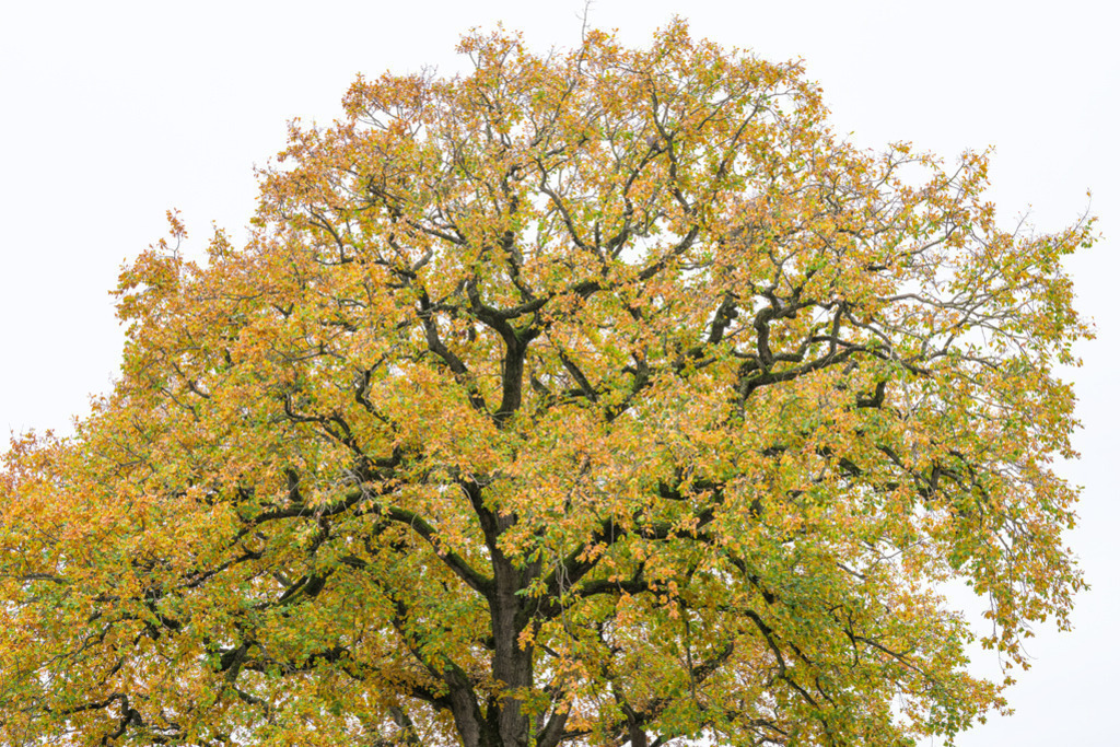 Eiche im Herbst | Mein Lieblingsbaum in Meldorf, die Eiche beim Amtsgericht zur Herbstzeit. Eine weitere Eiche im Hintergrund füllt das Blättermeer auf. — Auflösung des Originals: 8256 x 5504 px. - Realisiert mit Pictrs.com