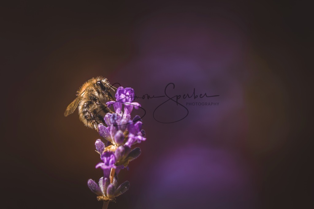 Biene auf Lavendelblüte | Simone Sperber, svb-photography,Fotografin,Bilddesignerin,Naturfotografie,Macrofotografie,Tierfotografie,Wildtierfotografie,Ausstellungen,Auftragsfotografie,Kunst,Art,Photographer,Shootings,Bildberatbeitung,Galerie,Shop