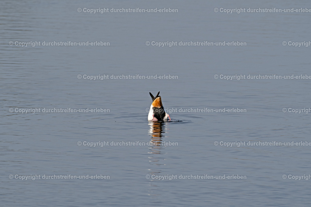 Eine Brandgans (Tadorna tadorna ) beim Gründeln von oben im November auf einem Teich im Naturschutzgebiet Rieselfelder in Münster. A shelduck dabbling from above on a pond in the nature protection area Rieselfelder in Münster.  | Eine Brandgans (Tadorna tadorna ) beim Gründeln von unten im November auf einem Teich im Naturschutzgebiet Rieselfelder in Münster. Seit 1985 soll es die Vögel hier geben. A shelduck dabbling from down below on a pond in the nature protection area Rieselfelder in Münster. Since 1985 these geese are living here, it is told.  - Realisiert mit Pictrs.com
