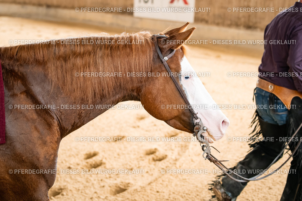 DSC01649 | Pferdegrafie