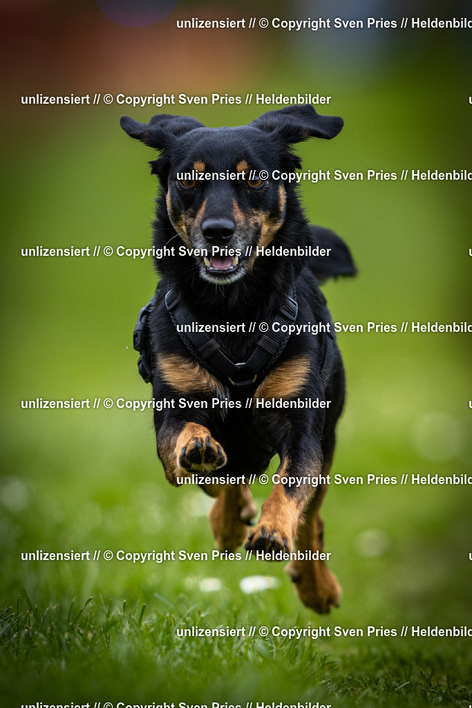 Sven Pries | 2025-04-13 - Hunderennen Baden-Baden - Realisiert mit Pictrs.com