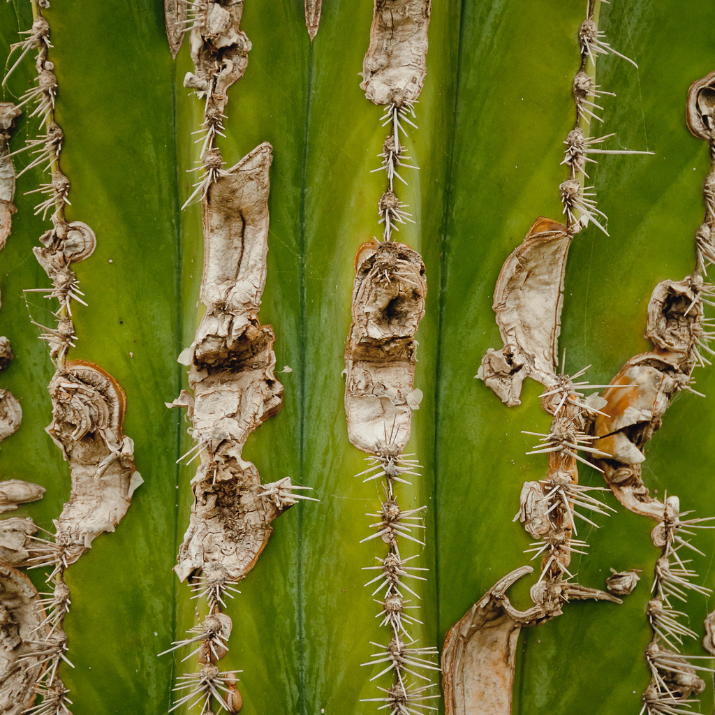 Puerto de la Cruz, Teneriffa | Online Shop für Christen: Christliche Poster XXL, Plakate, Wandbilder als Leinwand & christliche Postkarten, Kalender, Sticker & Lizenzen zum Download. Die Kunstwerke im christliche Geschenke Shop zeigen die Jahreslosung 2025, Gott, Jesus & mehr.