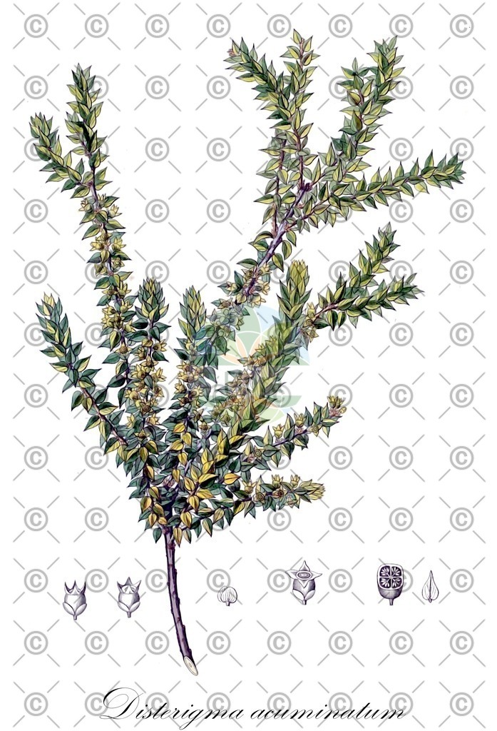 HistAbb_wfo-0001164653_1_ENZY_Simple | Historische Abbildung von Disterigma acuminatum - Ericaceae | Historical Illustration of Disterigma acuminatum - Ericaceae