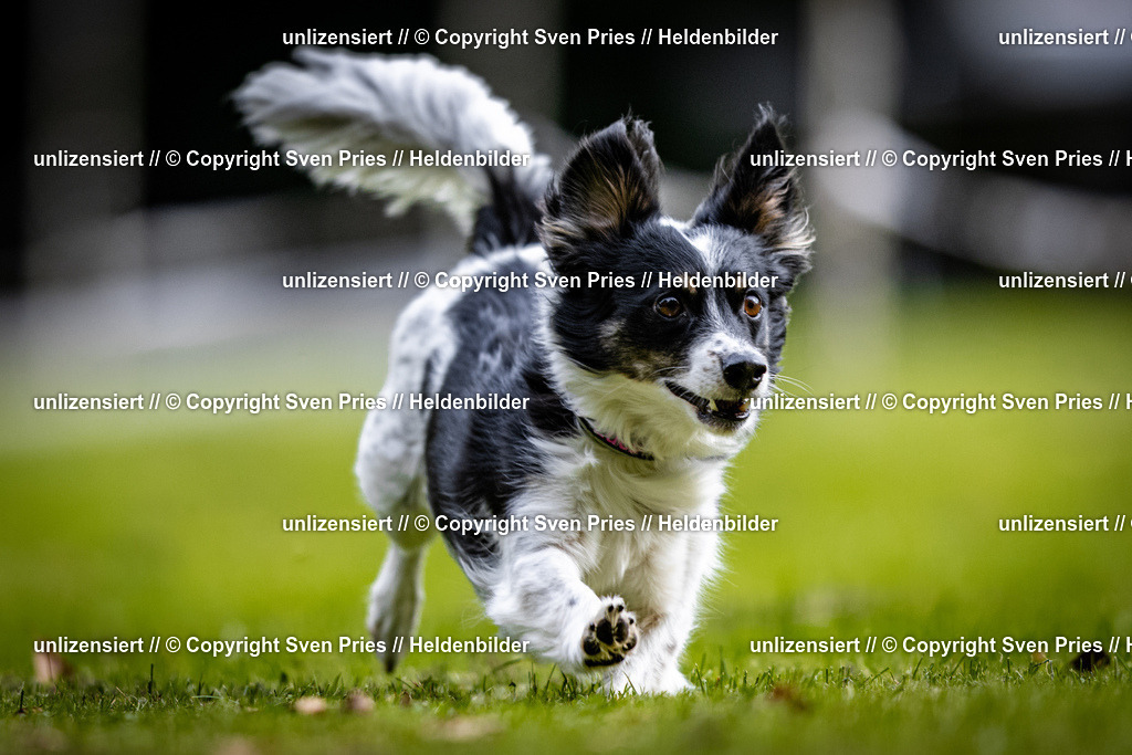 Sven Pries | 2025-10-03 - Hunderennen Obergrombach - Realisiert mit Pictrs.com