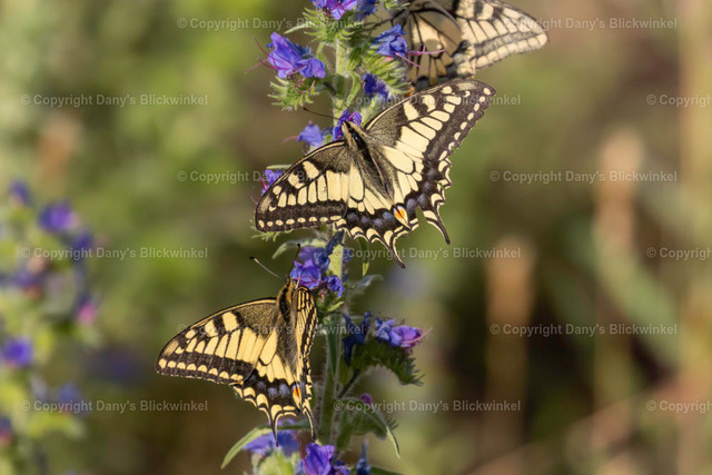 201810 | Tierfotografie, Tierkalender, Tierbilder, Insekten, Spinnen, Vögel, Schmetterling, Libellen, Leinwand, Colorkey, Qualität, Geschenkartikel, Geschenk - Realisiert mit Pictrs.com