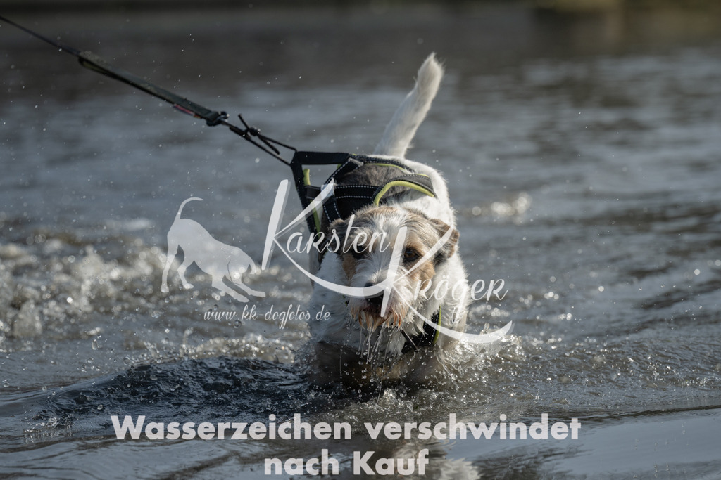 1150_ZZ96839-3 | kk-dogfotos