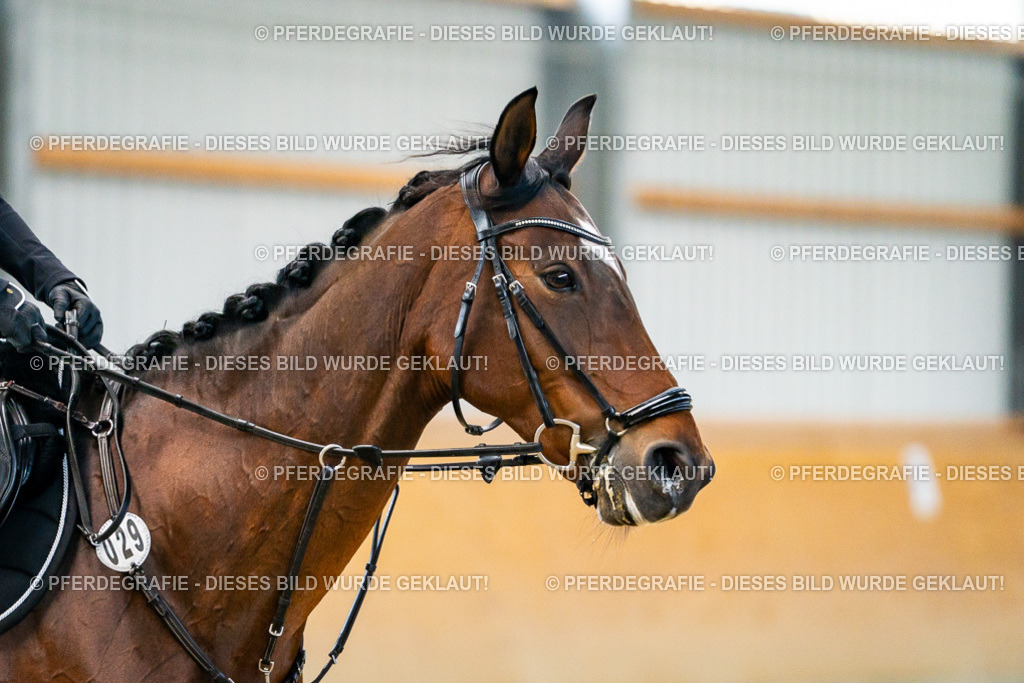 DSC00637 | Pferdegrafie