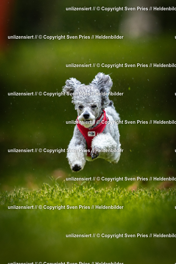 Sven Pries | 2025-09-21 - Hunderennen Baden-Oos - Realisiert mit Pictrs.com