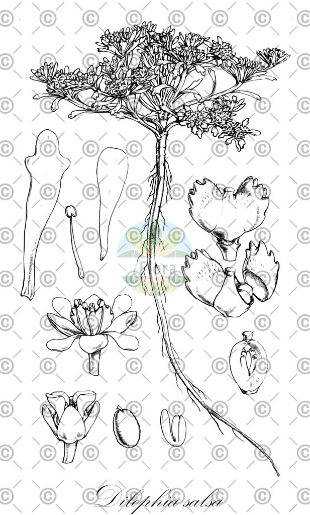 HistAbb_45J4_2_ENZY_Simple | Historische Abbildung von Dilophia salsa - Brassicaceae | Historical Illustration of Dilophia salsa - Brassicaceae