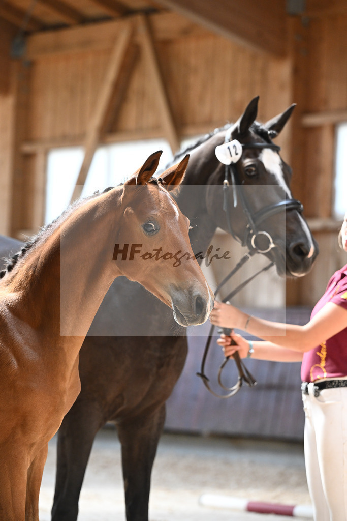 Kat-Nr. 12 HF Diablue PS x Origi d O_Stoeger_32240524 | hf-fotografie - Realisiert mit Pictrs.com