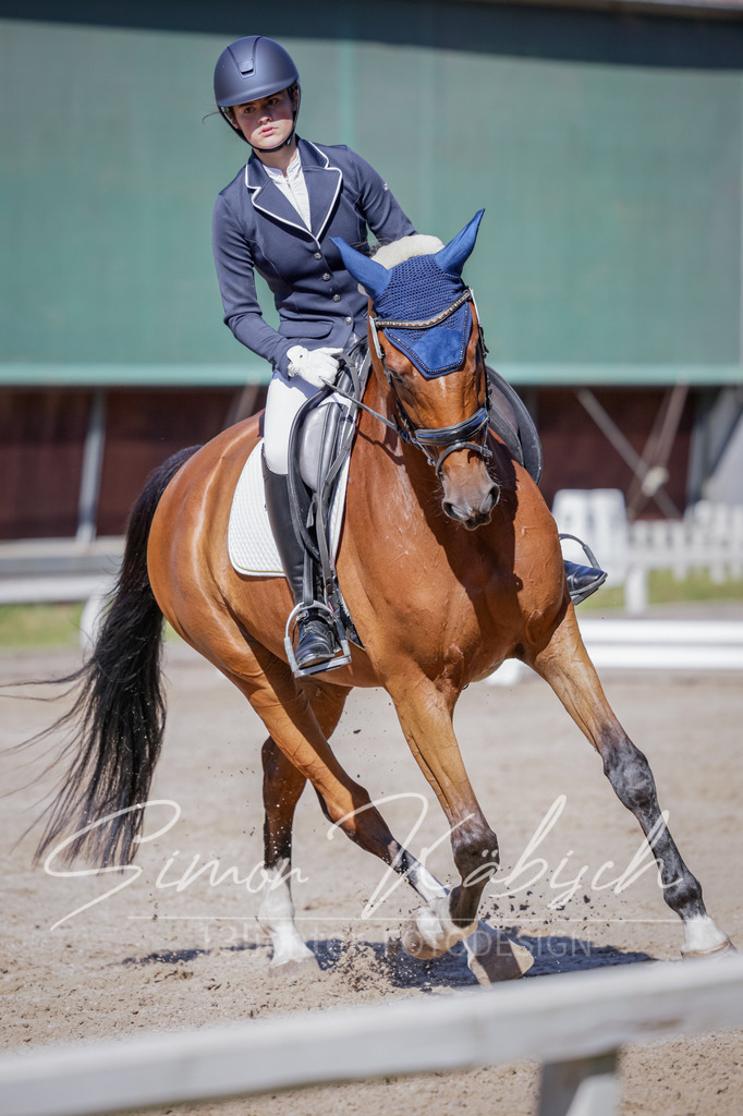 20250906-_3LI3478 | Tierfotografie Pferde, Hunde, Katzen, Haustiere.
Turnierfotografie Reitturniere, Reiten, Springreiten, Dressur in Hanau, dem Main-Kinzig-Kreis und dem Rhein-Main- Gebiet um Frankfurt