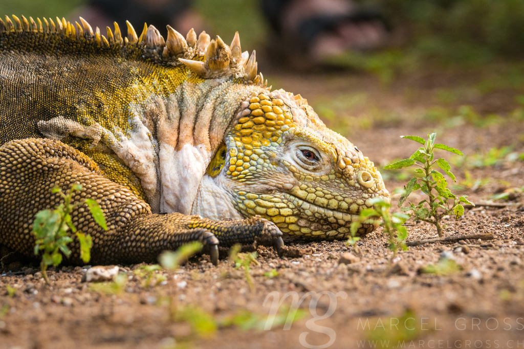 Schlafender Gelber Landleguan bei Cerro Dragon, Isla Santa Cruz, Galapagos | this Galapagos land iguana (Conolophus subcristatus) i a endemic lizard species of the Galapagos Archipelago. - Realisiert mit Pictrs.com