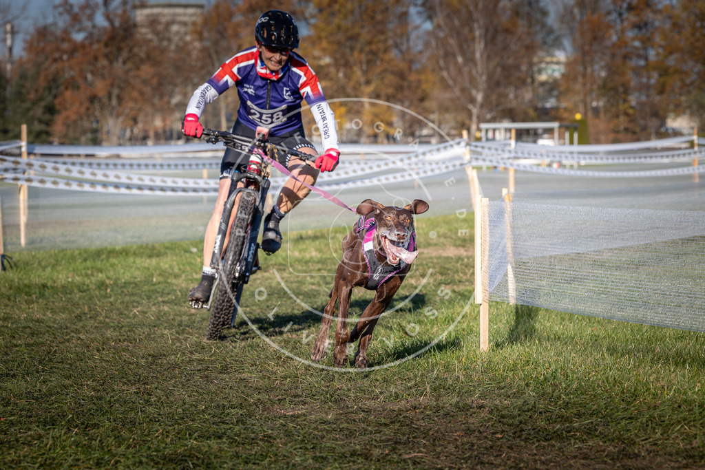 CaniXpix_0L8A4995 | Hundefotografie, Tierfotograf, Pfotenfotografie, Fotoshooting Hund, Hunde Portrait, Hundesport, Hundeportraits, Heideshooting, Hunde, Sportfotograf, Hundefotograf, Turnierhundsport, THS,  - Realisiert mit Pictrs.com