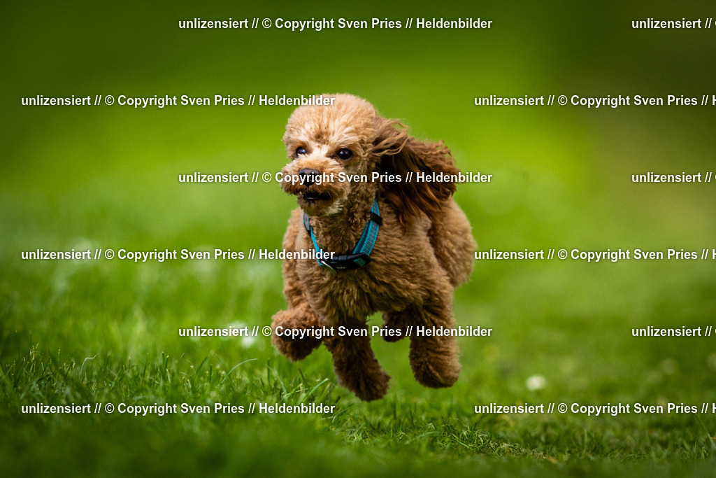 Sven Pries | 2025-04-13 - Hunderennen Baden-Baden - Realisiert mit Pictrs.com