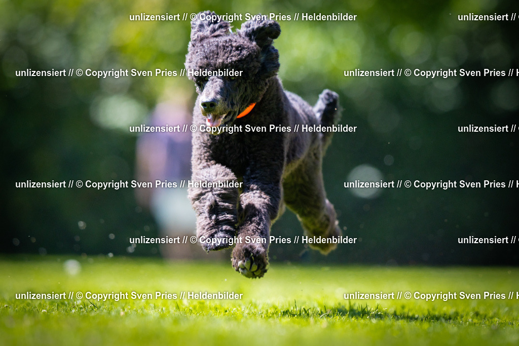 Sven Pries | 2025-08-10 - Hunderennen Durlach - Realisiert mit Pictrs.com